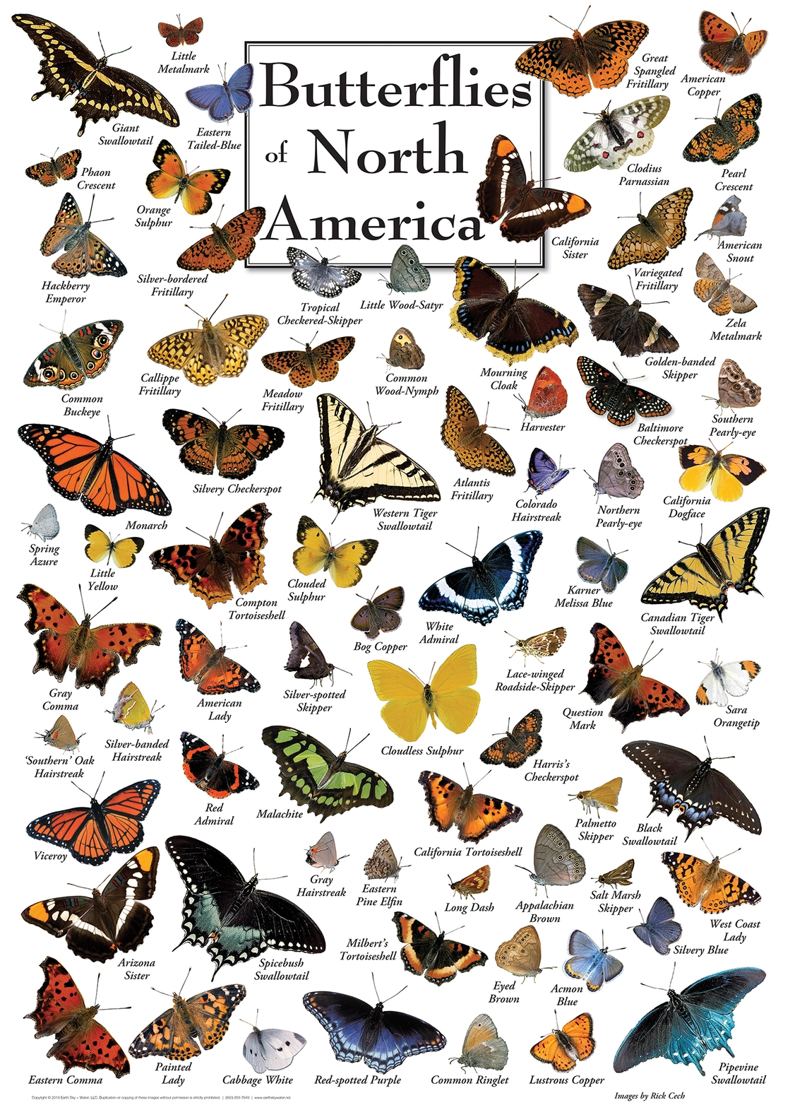 Butterflies of North America 1000 Piece Puzzle