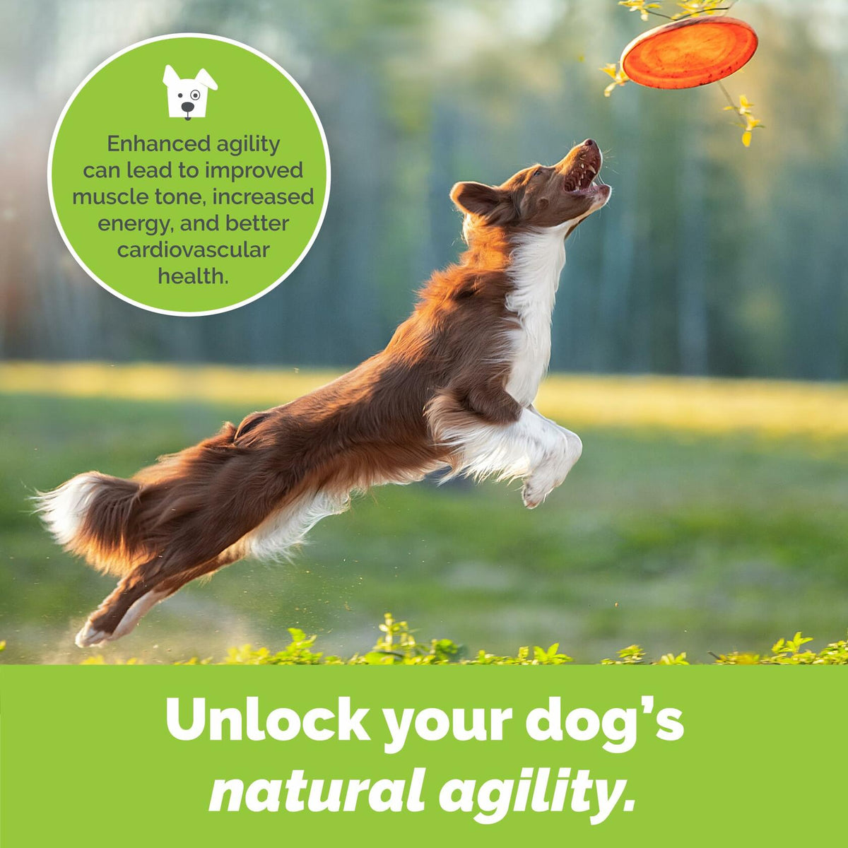 Polvo para soporte articular de perros – Suplemento para cadera y articulaciones sabor carne con glucosamina