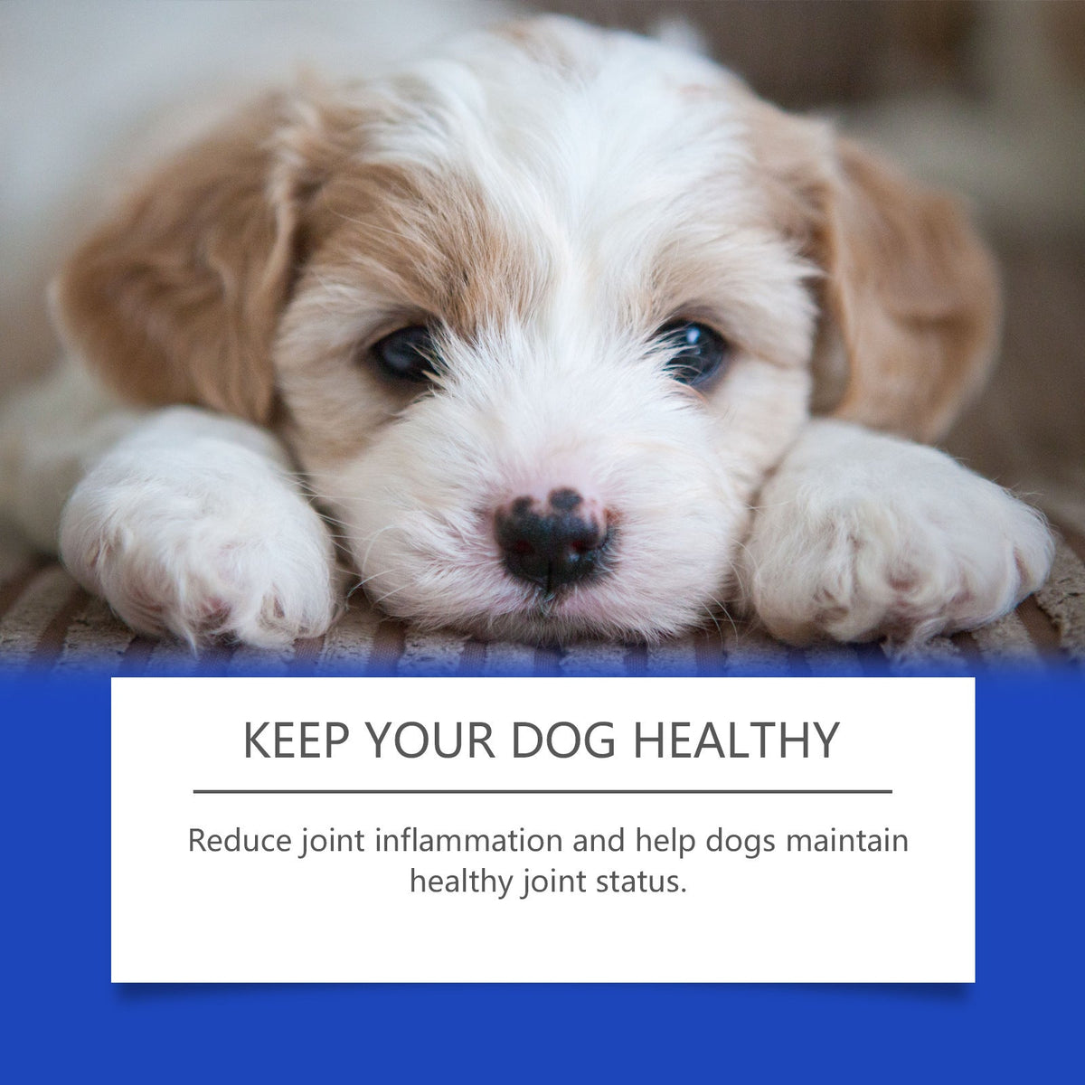 Pet Dog Joint Supplements Improve Nutrition And Care Joint Health