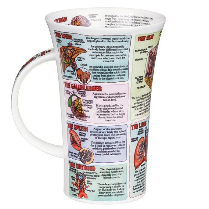 Taza de porcelana fina estilo Glencoe con órganos del cuerpo humano
