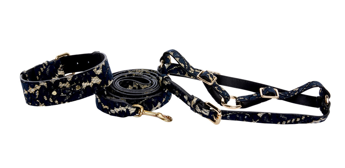 Dark Navy Lace On Gold Italian Leather Classic Collar, Leash & Harness Set