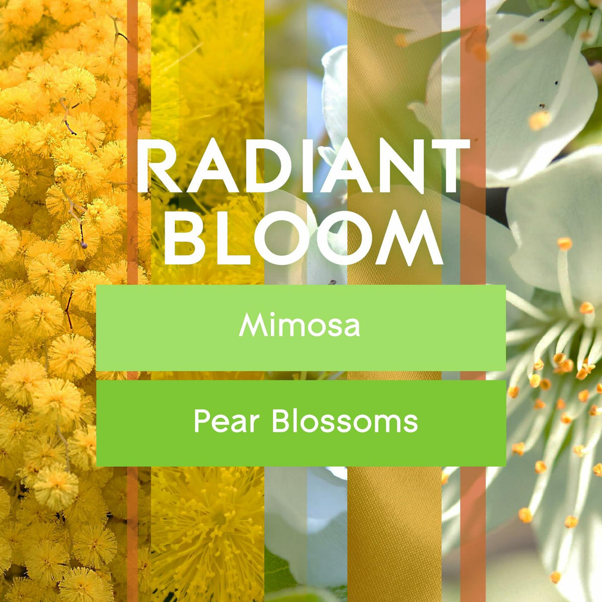 Repuesto de aerosol automático Glade, aromatizante de ambiente aroma Radiant Bloom, 6.2 oz