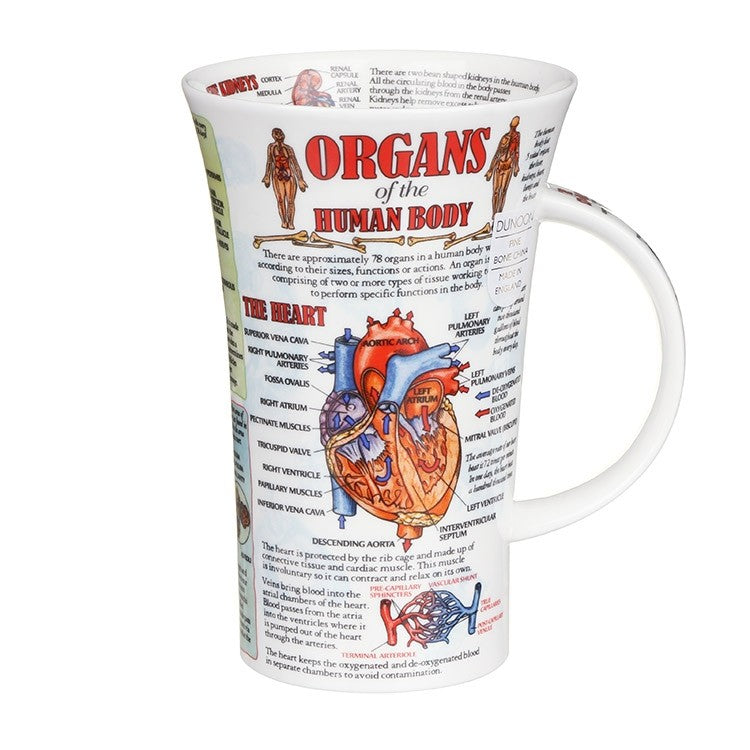 Taza de porcelana fina estilo Glencoe con órganos del cuerpo humano